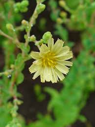 Image result for Lactuca glandulifera