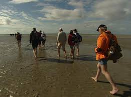 Den bei niedrigwasser freiliegenden grund der nordsee bezeichnet man als watt. Melindungi Taman Nasional Wattenmeer Iptek Laporan Seputar Sains Dan Teknologi Dan Lingkungan Dw 08 12 2010
