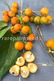 Image result for Suregada