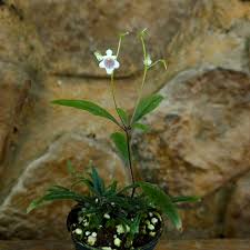 Image result for Streptocarpus erubescens