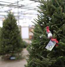 The essential resource to advance tree care businesses and improve safety. Fraser Fir Christmas Tree Altum S Zionsville In