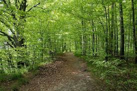First by flowering, then growing leaves, changing colors, and finally dropping leaves. Types Of Deciduous Trees 30 Examples Wildlife Informer