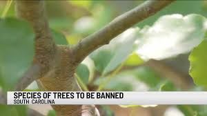 Bananas ripen on your tree if left long enough, but you can pick and let the fruit ripen indoors. South Carolina To Ban Sale Of Invasive Bradford Pear Trees And 3 Other Species