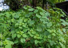 Image result for Acalypha fruticosa