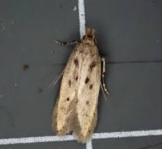 Image result for Bryotropha senectella