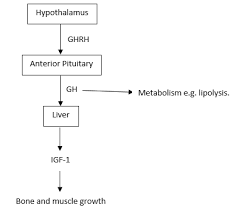 Anterior Pituitary Gland Axes