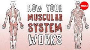 Skeletal muscles are the only muscles that move on voluntary action. How Your Muscular System Works Emma Bryce Youtube