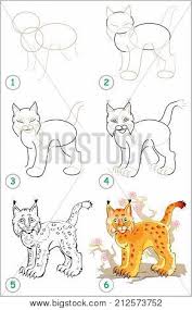 The spots of an eurasian lynx are placed regularly. Page Shows How Learn Vector Photo Free Trial Bigstock