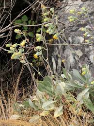 Image result for Kleinia chimanimaniensis