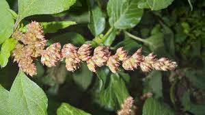 Image result for Amaranthus deflexus