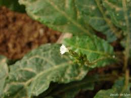 Image result for Elytraria acaulis