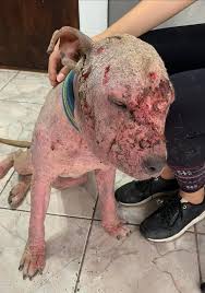 Roxy ya fue atendida en la veterinaria. Se le realizó prueba de distemper, hemograma y se le dio tratamiento para sus problemas de piel, además tiene infección de oído. Necesitará varias inyecciones