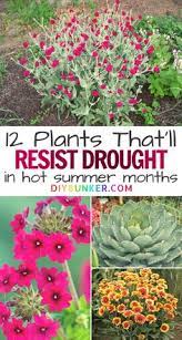 Some new varieties of amaryllis plants may even have striped flowers. 58 Desert Plants For Arizona Yard Ideas In 2021 Plants Desert Plants Xeriscape