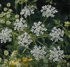 Image result for Conium