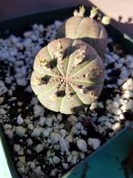 Image result for Euphorbia zambesiana