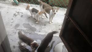 Kos untuk buang kutu kucing guna ubat frontline plus for cats ni lebih kurang dalam rm30++. Cara Menghalau Kucing Janji Kita