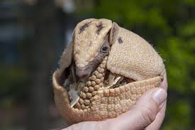 Full Body Armor Can'T Protect This Armadillo From Humans - Youtube