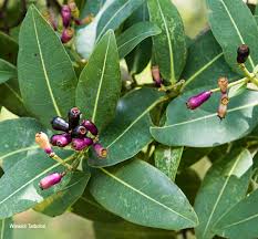 Image result for Syzygium cordatum