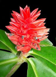 Image result for Costus