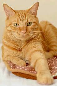 Black And White Tabby Cat Breeds De Pose Orange Tabby Cats Cats Cat Breeds