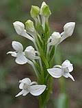 Image result for Habenaria tentaculigera