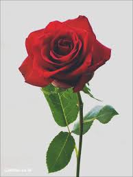 Bunga ros women online magazine. Wallpaper Sketsa Flower Rose Garden Roses Flowering Plant Petal 500815 Wallpaperuse