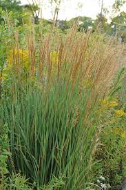Image result for Sorghastrum