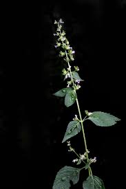 Image result for Cantinoa americana