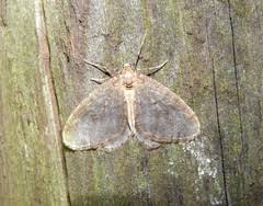 Image result for Operophtera fagata