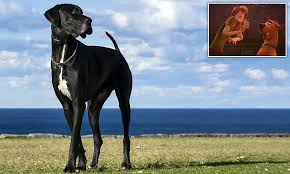 Follicular dysplasia is a genetic disease of dogs causing alopecia, or hair loss.it is caused by hair follicles that are misfunctioning due to structural abnormality. Great Dane Ownership Falls As Uk Favours Smaller Dog Breeds Daily Mail Online