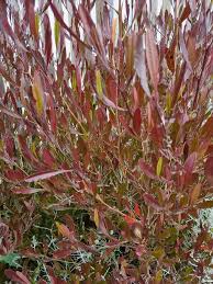 Image result for Dodonaea viscosa