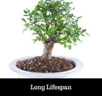 Imported Chinese Elm Bonsai - Great For Beginners (Inside / Outside)
