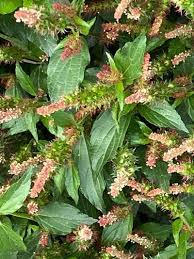 Image result for Acalypha volkensii