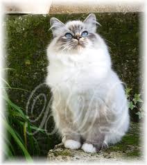 Photo Chat De Race Sacre De Birmanie Eleveurs Online Com Photo Chat Races De Chats Sacre De Birmanie