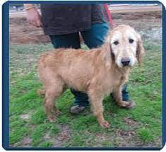 Golden retriever puppies for sale. Takoma Park Md Golden Retriever Airedale Terrier Mix Meet Goldilocks A Dog For Adoption Http Www Adoptapet Com Pet 12 Pets Dog Adoption Kitten Adoption