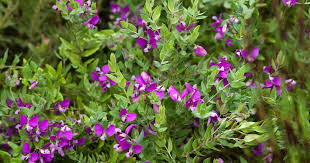 Image result for Polygala arenaria