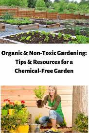 Organic Non Toxic Gardening How To Have A Chemical Free Garden Organic Vegetable Garden Organic Gardening Healthy Garden