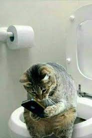 Ok I See Why These Humans Can T Do Anything Without Their Phone In Hand Ok I See Why These Humans Can T Do Anything Without T In 2020 Crazy Cats Cute