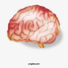 Brain Brain Clipart Fig Brain Png Transparent Clipart Image And Psd File For Free Download Clip Art Creative Background Graphic Design Background Templates