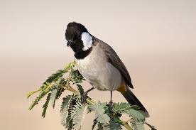 البلبل ابيض الخدين او طائر البلبل العراقي كل ما تود معرفته حول هذا الطائر طيور العرب Animals Bird Birds