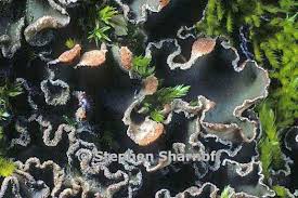 Image result for Hyparrhenia collina