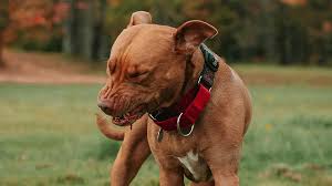 Check spelling or type a new query. Fila Com Pitbull O Que Esperar Dessa Cruza Cachorro Em Casa