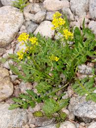 Image result for Erucastrum arabicum