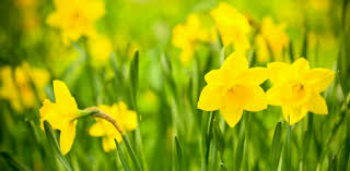 Flowers poisonous to cats australia. Rspca Victoria Cats Toxic Plants