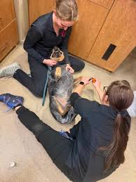 Hillcrest Veterinary Clinic