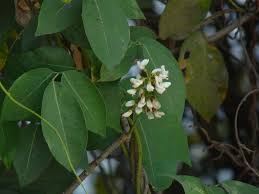 Image result for Derris