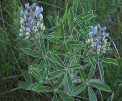 Image result for Psoralea arborea