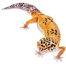 These exotic looking reptiles make great pets for new and experienced parents alike, so you can easily find the right lizard to bring home. Leopard Geckos For Sale Buy Pet Leopard Geckos Petco