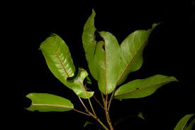 Image result for Ficus sansibarica