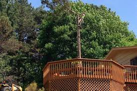 Armstrong Tree Services